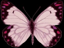 motif purple burtterfly