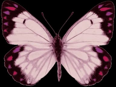 motif purple burtterfly